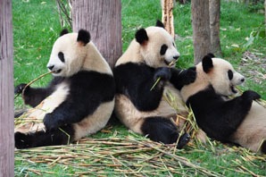 パンダの食べ物-竹