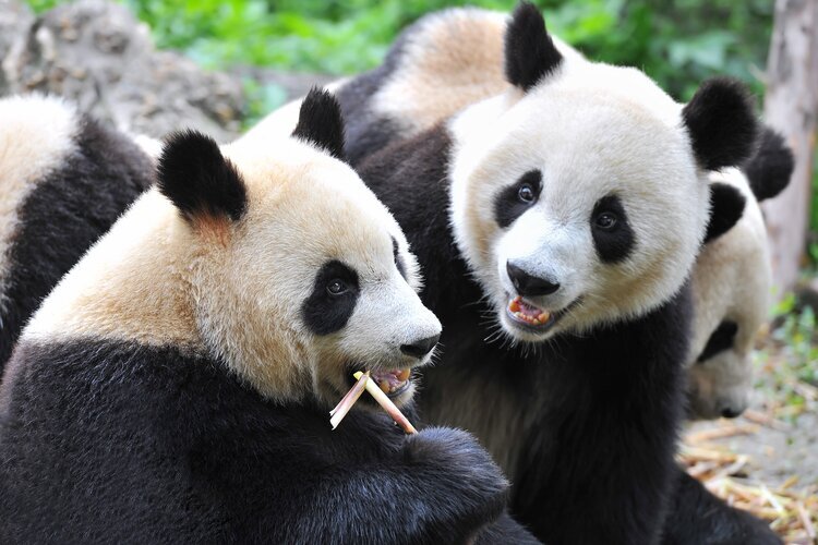 楽山・峨眉山・九寨溝と成都7日間周遊ツアー