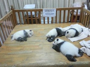 パンダの赤ちゃん