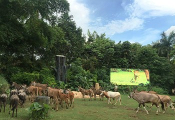 長隆動物園