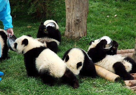 パンダの寿命はどれぐらい パンダの誕生から死までのライフサイクルをご紹介 Arachina中国旅行