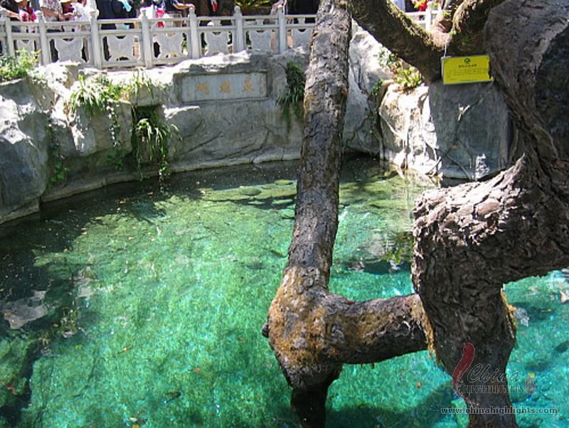 蝴蝶泉