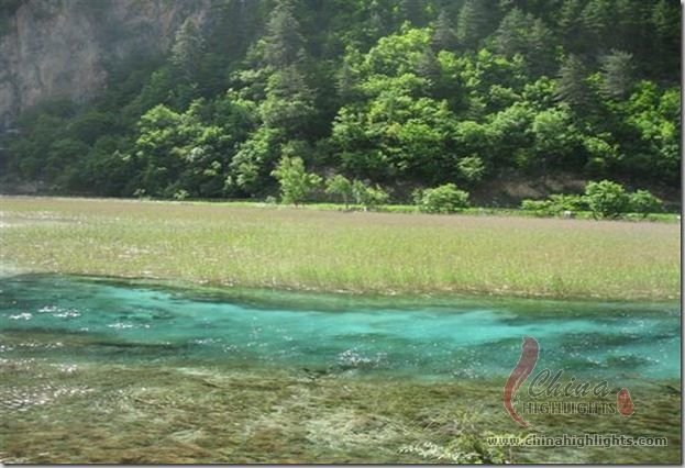葦の海